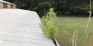 trees-growing-in-gutters-tyrone-ga